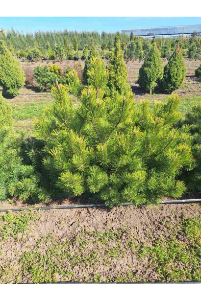 Сосна гірська піренейська/гачкувата_Джутова мішковина/металева сітка/ком50кг/вис.100-120см/Ø60-80см/8років